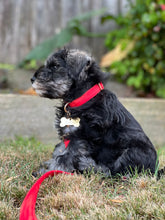 Load image into Gallery viewer, Benji Collar